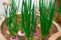 Выращивание лука репчатого из севка Лук севок прорастает